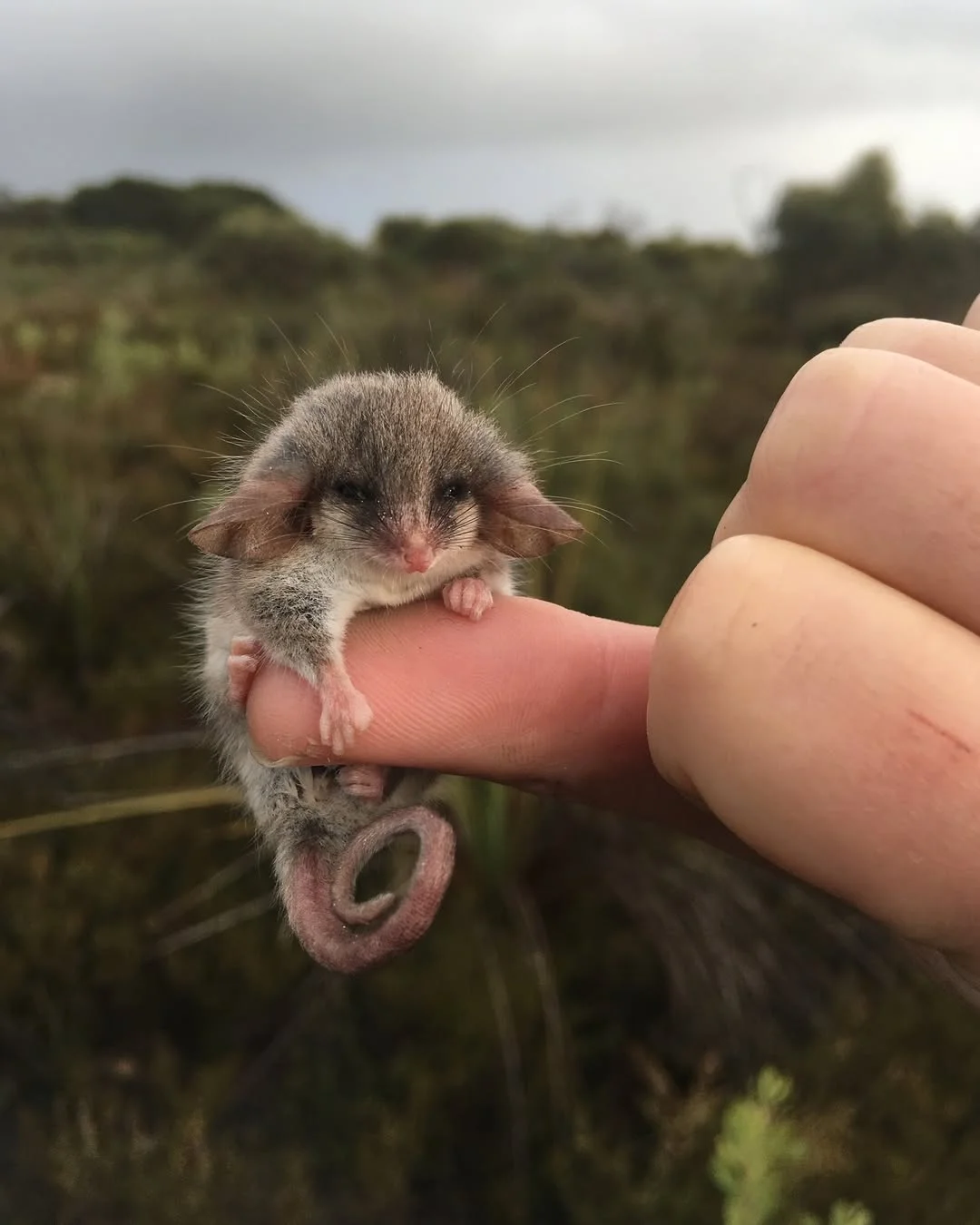 Behold the pocket-sized western pygmy possum! (Cercartetus concinnus). One of the world’s smallest possums, this species typically weighs just 0.5 oz (14 g)—the size of an AA battery. This dainty marsupial is a nectariv...