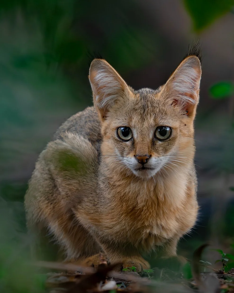 Meow! This Caturday, let’s introduce the jungle cat (Felis chaus). Also known as the swamp cat or reed cat, this feline prefers wetland habitats with thick vegetation. It has a wide range that includes parts of North Af...